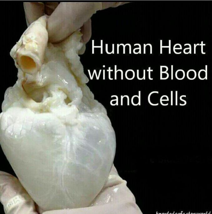 Human heart