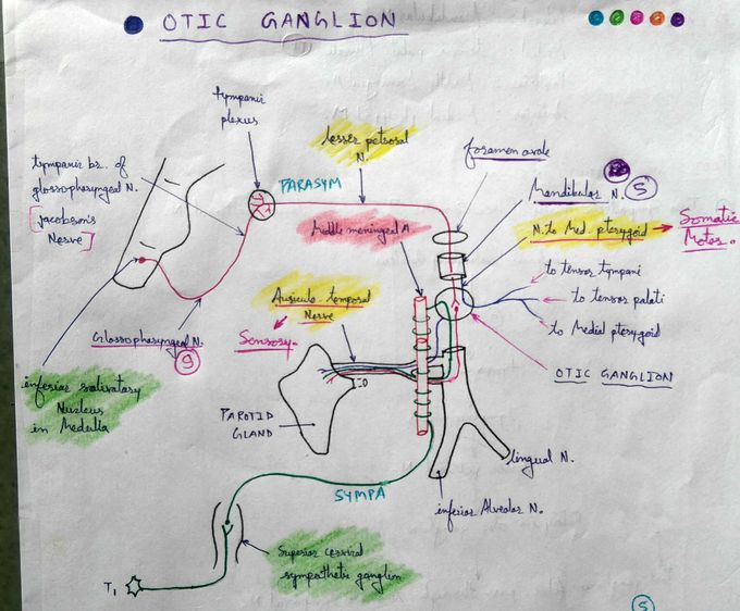 Otic ganglion