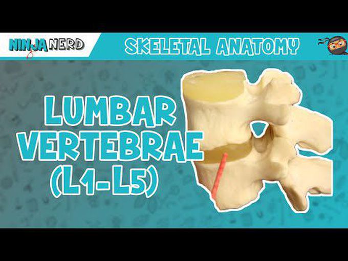 Anatomy of Lumbar Vertebrae