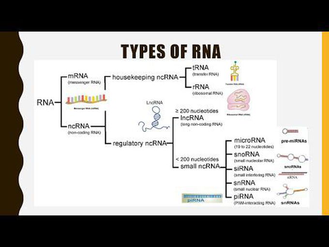 Types of RNA (detailed)