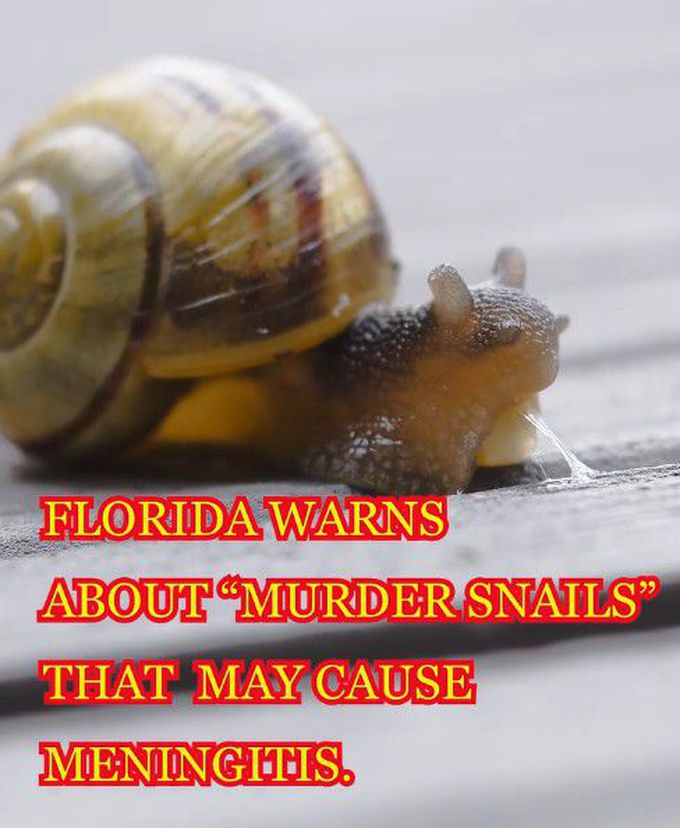 MURDER SNAIL!!