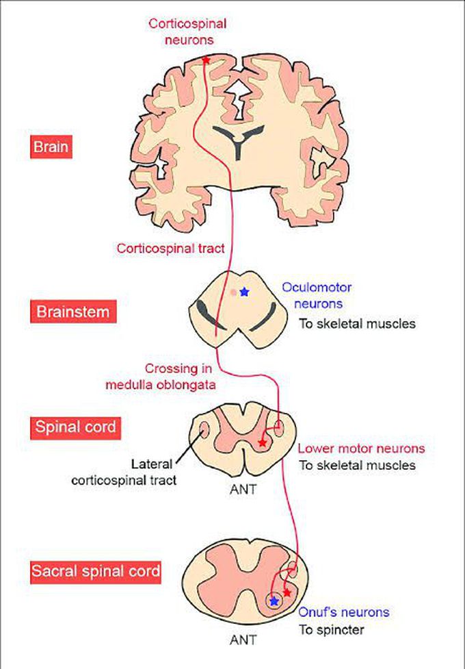 Corticospinal tract