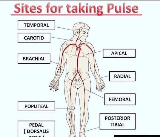 Sites for taking pulse