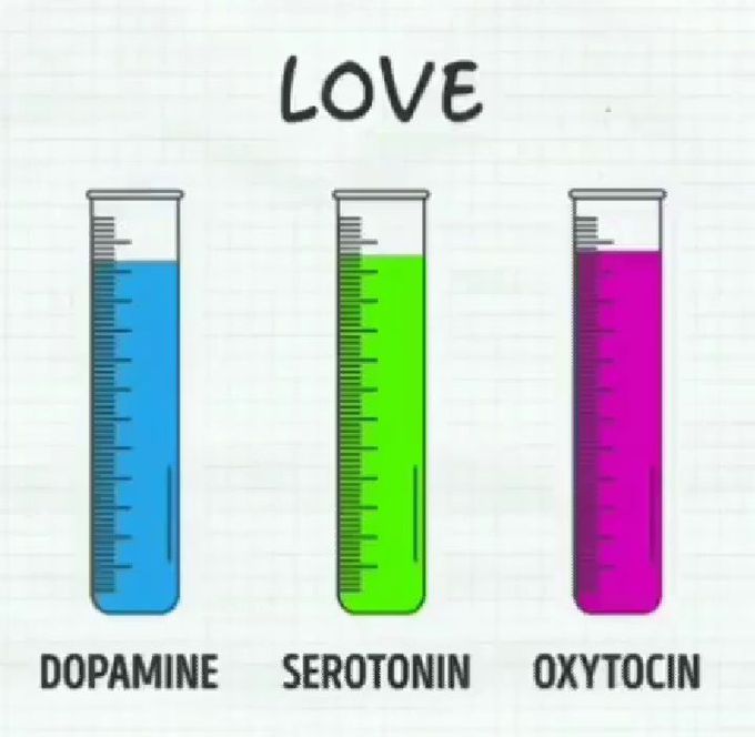 When increase the level of dopamine , serotonin and oxytocin ...that means love