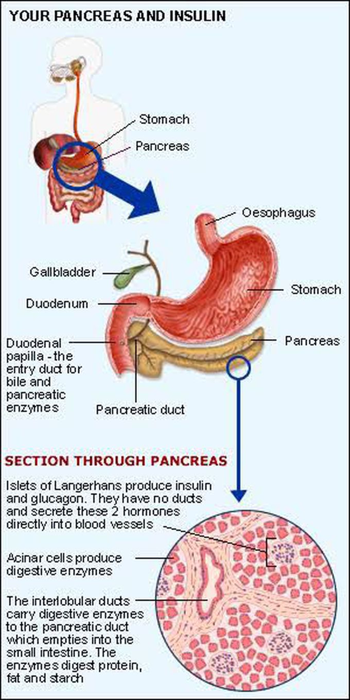 Detail of Working of pancreas or insulin