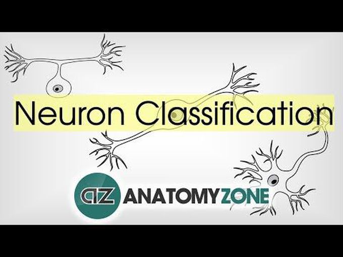 Varieties of Neurons- For Beginners