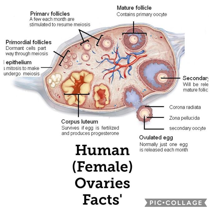 Female ovaries fact