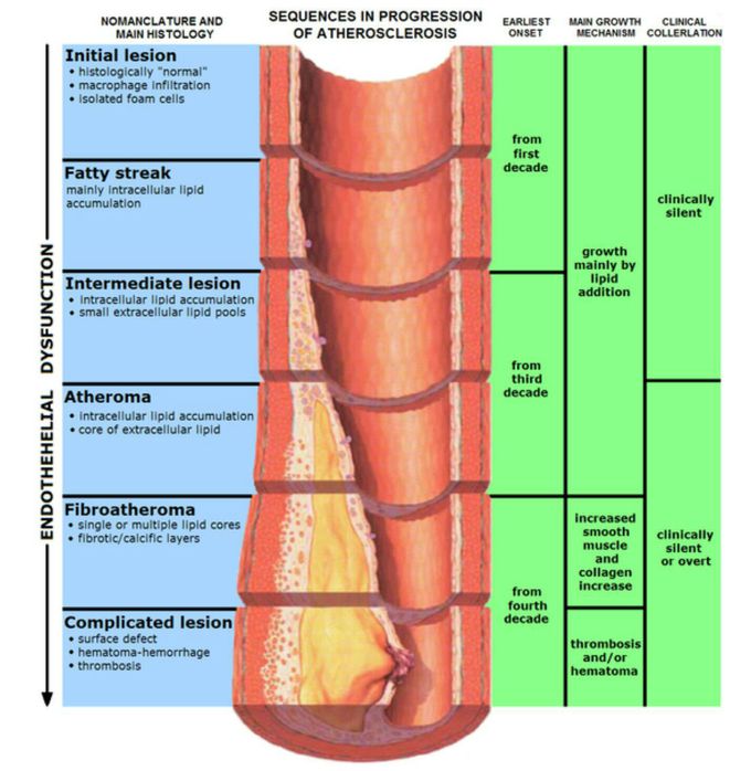 Formation of atherosclerosis