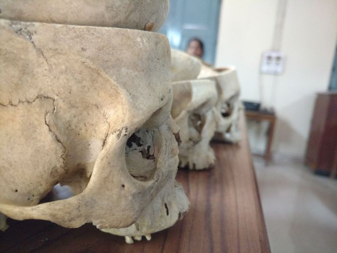 arrangement of skull in osteology lab