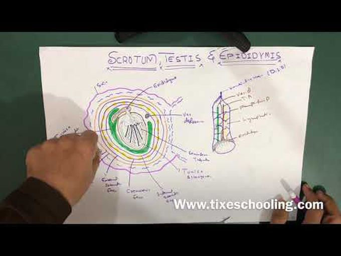 Anatomy of the Scrotum