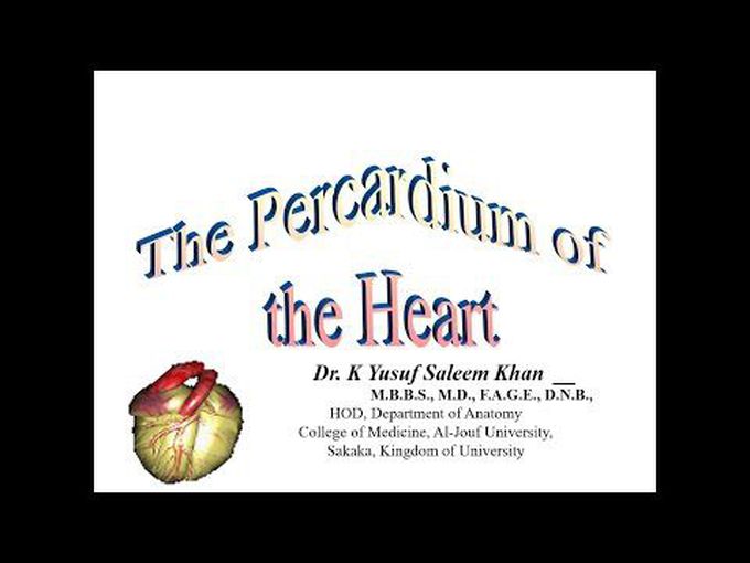 Pericardium anatomy