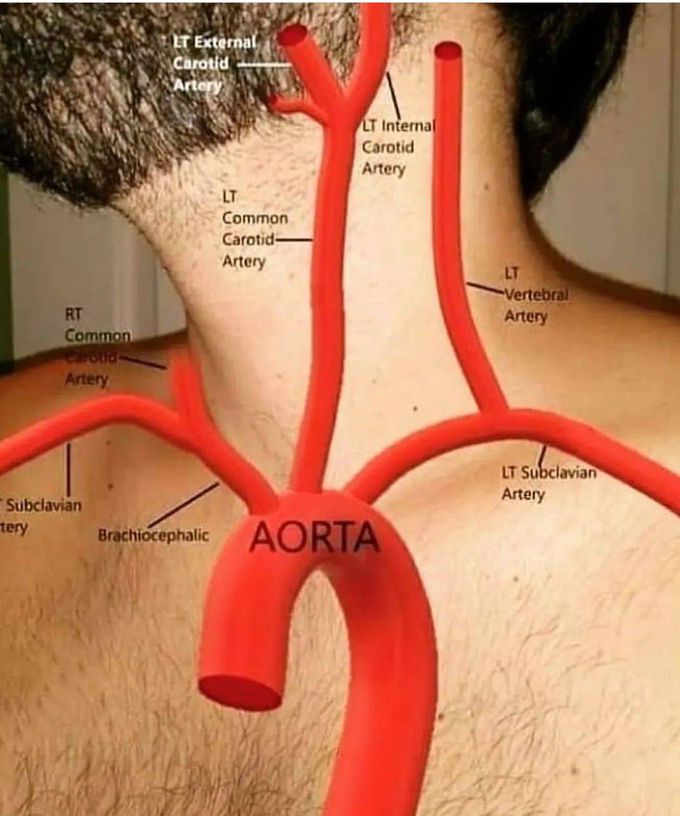 Aorta