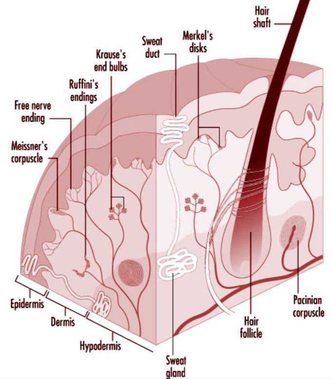 Skin layer