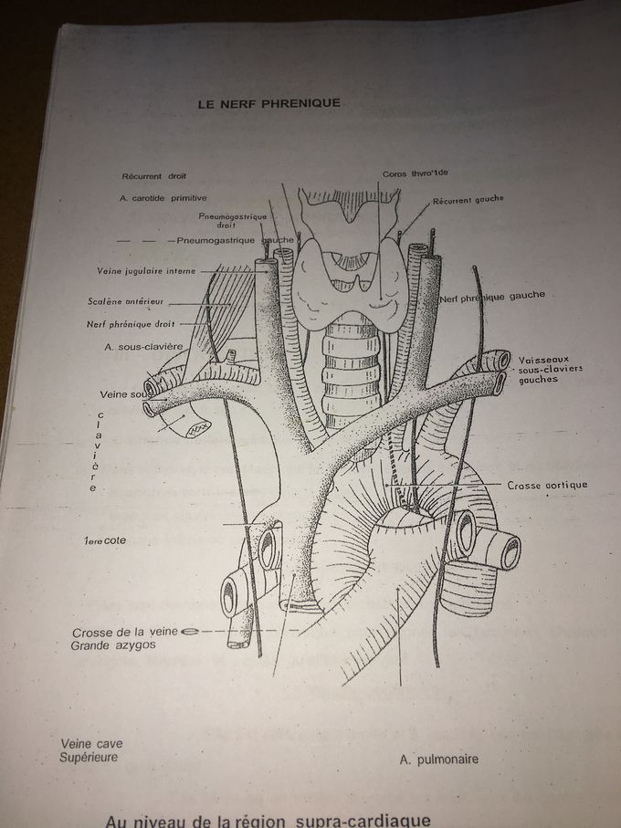 Supra-cardiac region