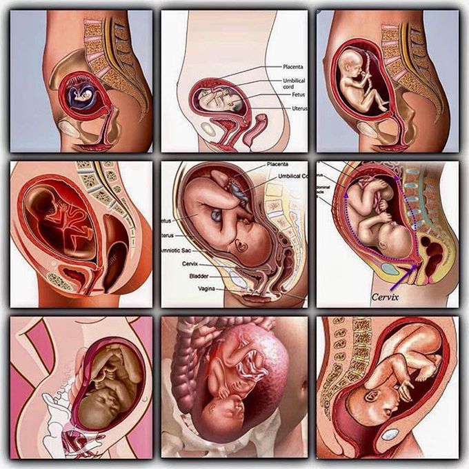 Gestation Period (Pregnancy) of Human Female, Stepwise