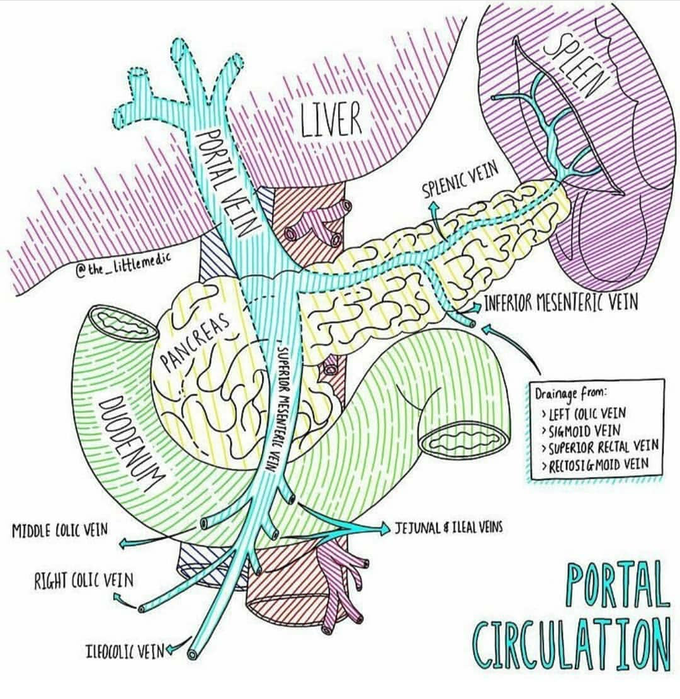 Portal circulation