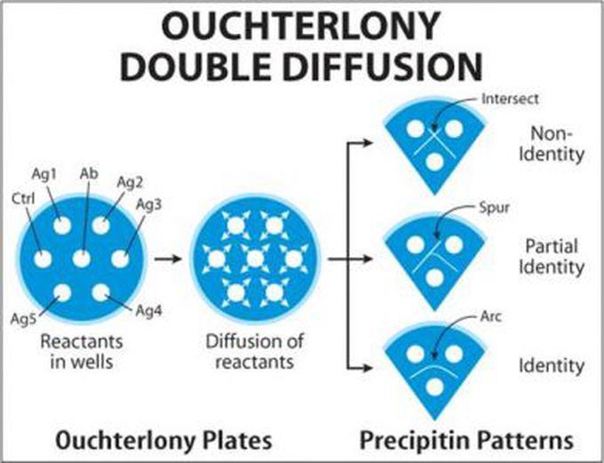 Ouchterlony double diffusion