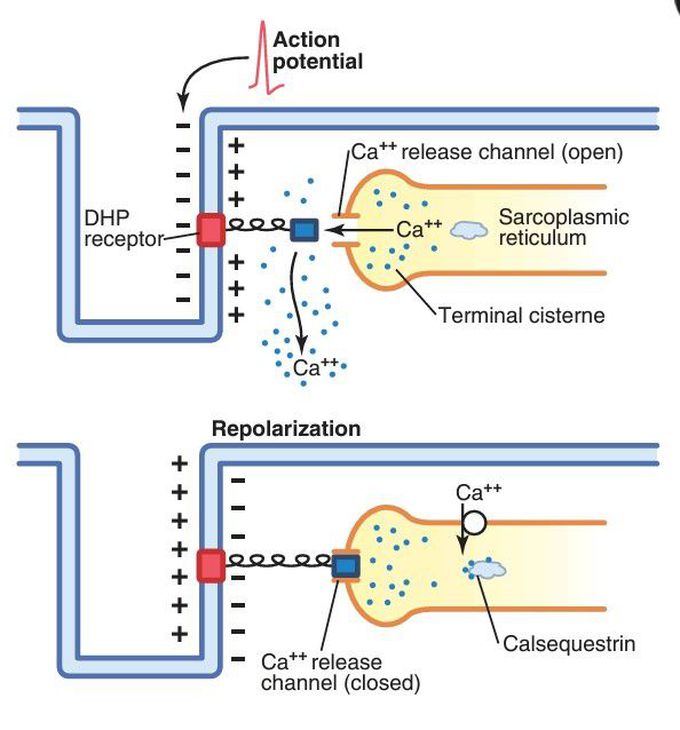 Excitation-contraction coupling in skeletal muscle.