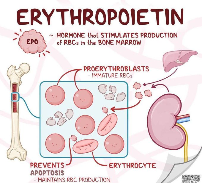 Erythropoietin
