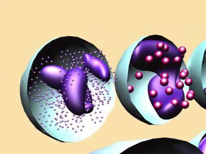 Animation of Granulocytes and Agranulocytes