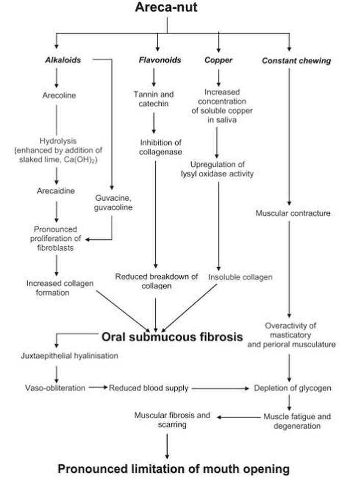 Causes of Oral submucous fibrosis (OSF)