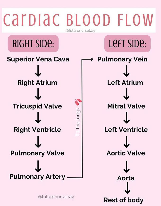 Cardiac Blood Flow