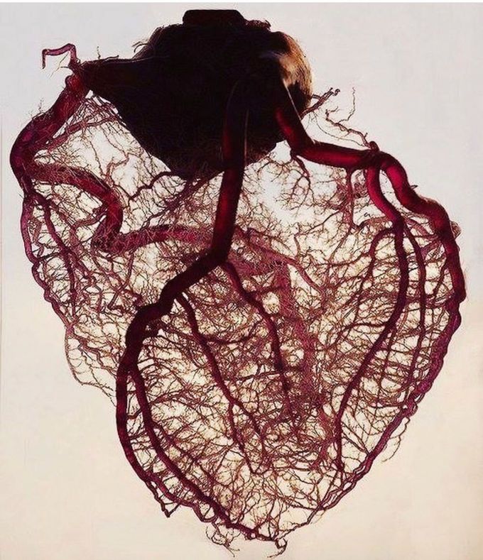 Amazing view of the vascularization of the heart