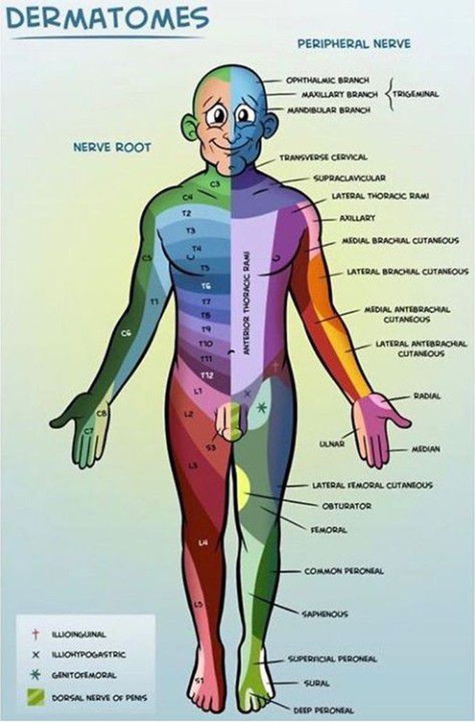 It's amazing!! Dermatomes! *PNS*