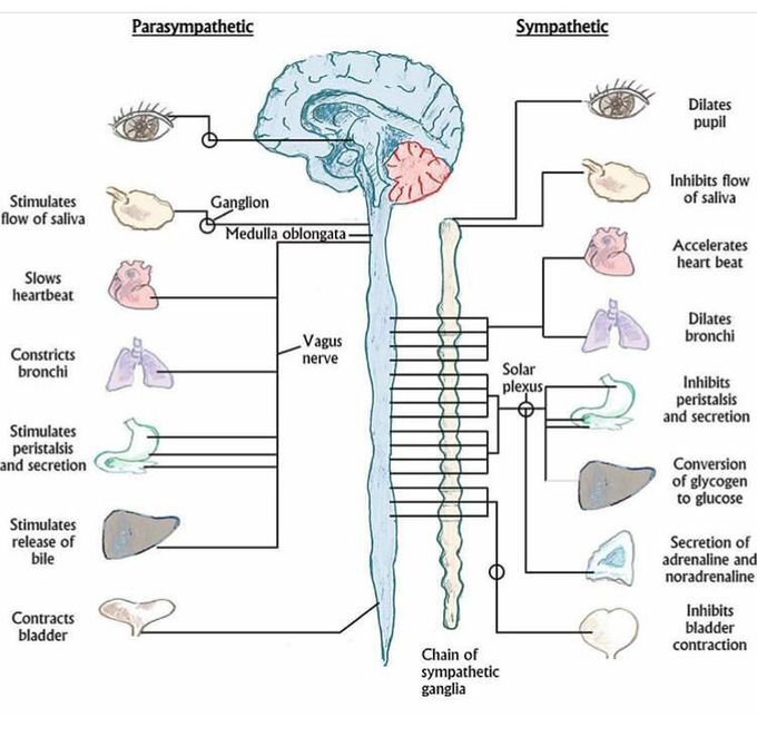 Parasympathetic vs Sympathetic Nervous System