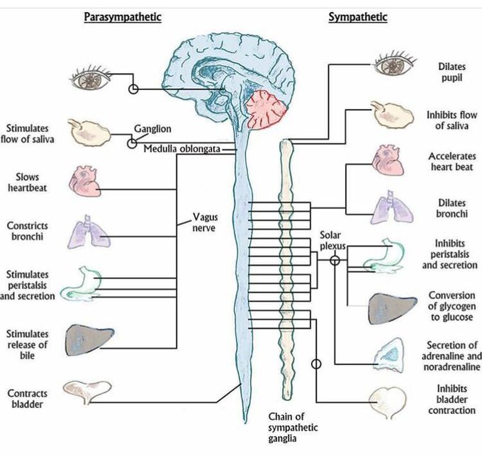 Parasympathetic vs Sympathetic Nervous System
