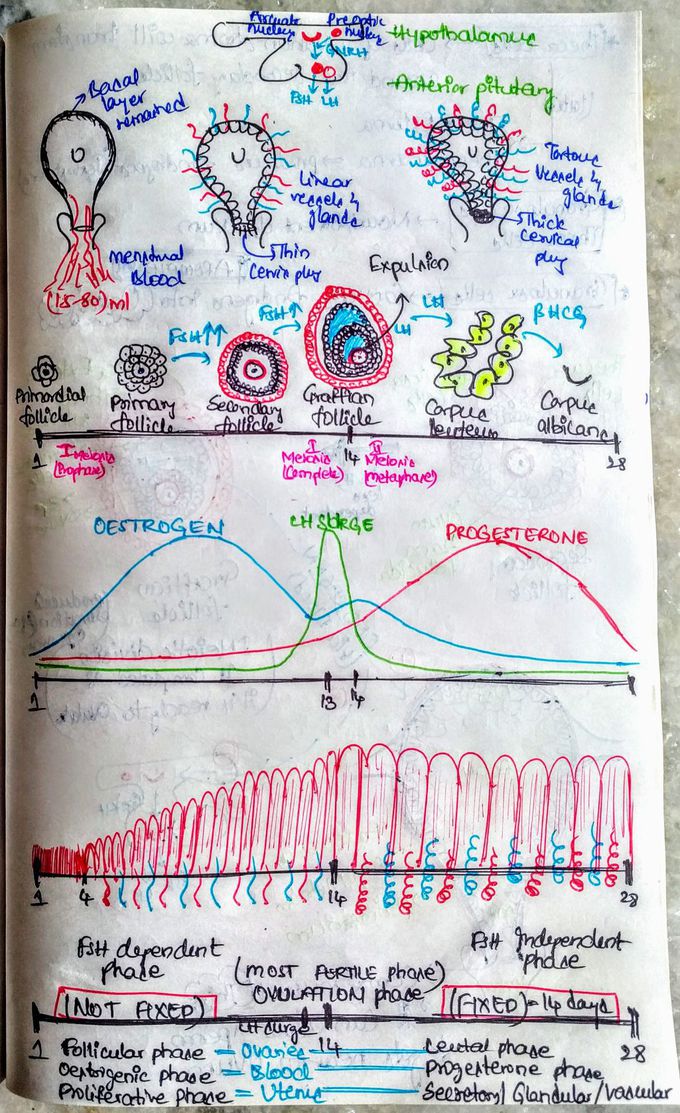 MENSTRUAL CYCLE  or  FEMALE REPRODUCTIVE CYCLE