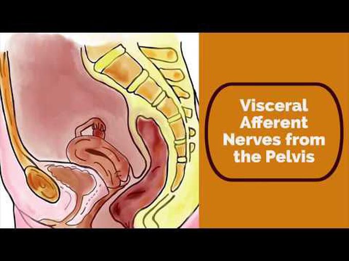 Pain from the Pelvic Structures