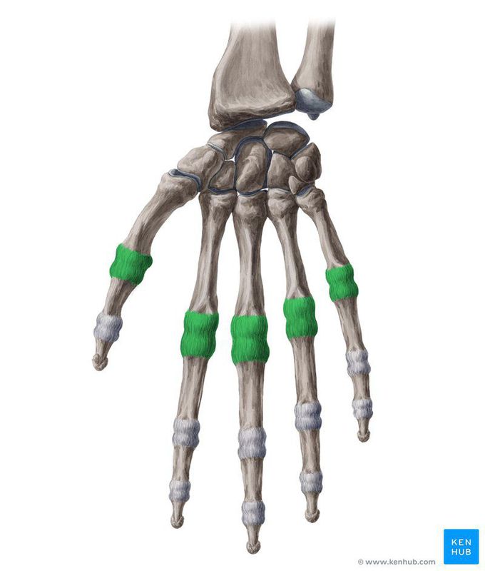 Metacarpophalangeal joint