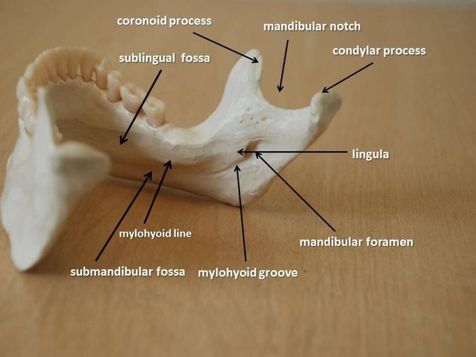 Anatomy of the mandible