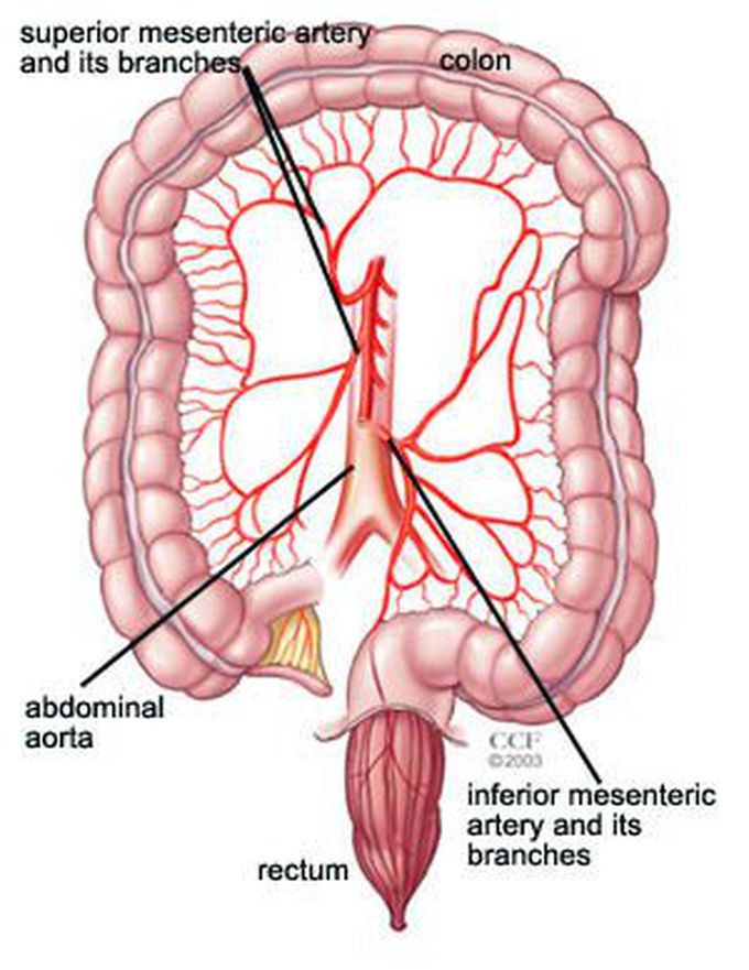 Blood supply of large intestine