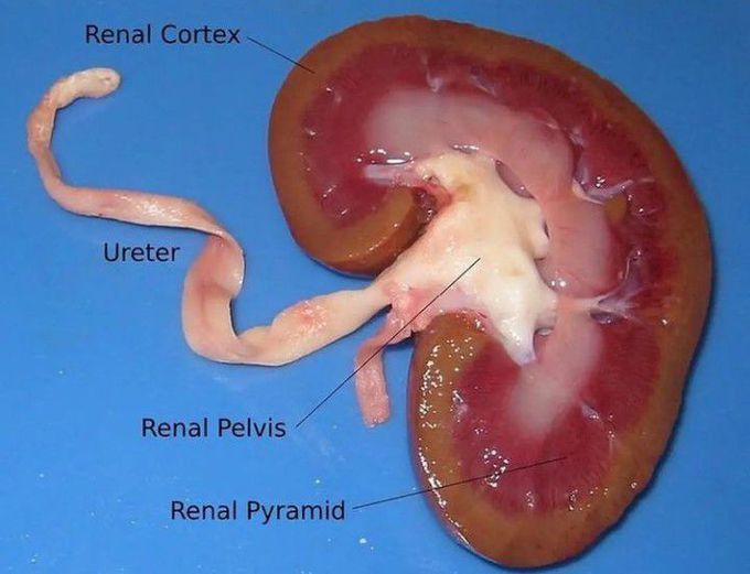 Parts of the kidney