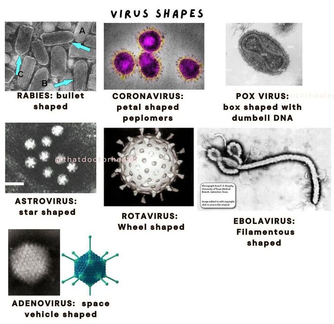 Virus Shapes