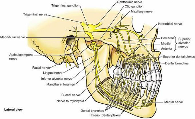 Nerve supply of teeth