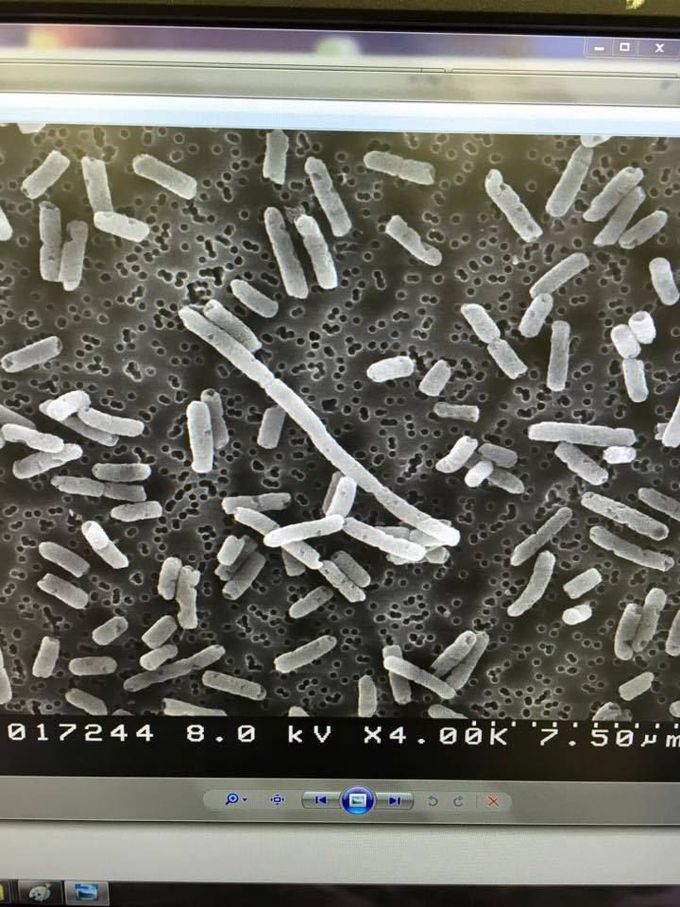 Mutant Escherichia Coli SEM