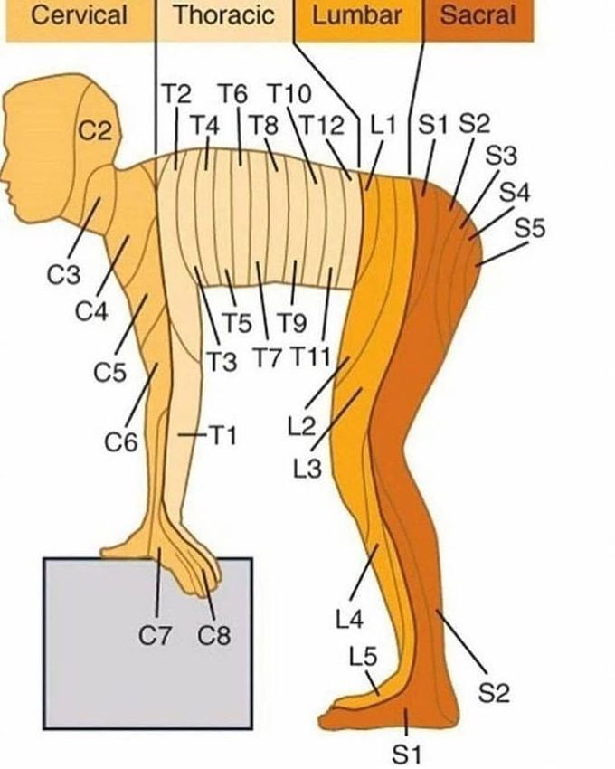 Nerve supply