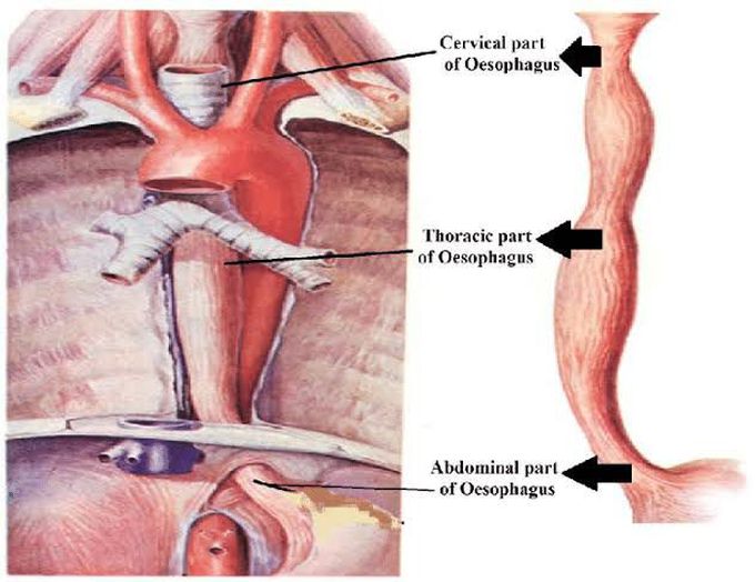 Anatomy of Oesophagus