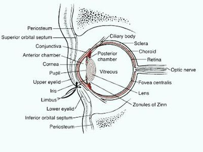 Anatomy of eye  ball
