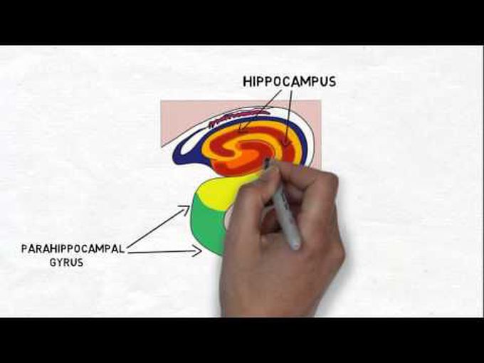 A Brief Overview of the Hippocampus