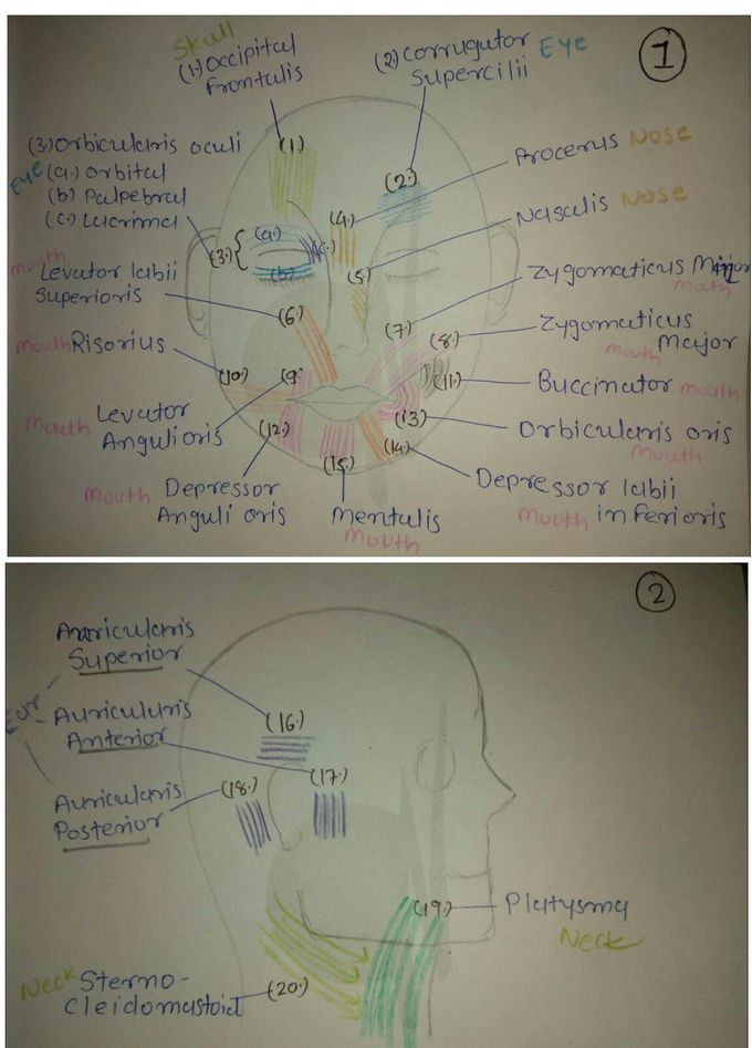 Facial muscles