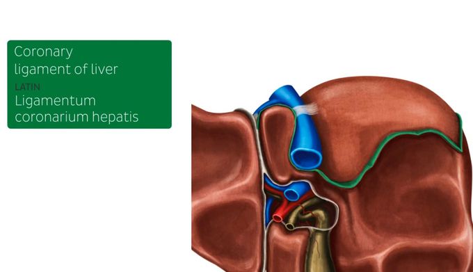 Coronary ligament of liver on visceral surface