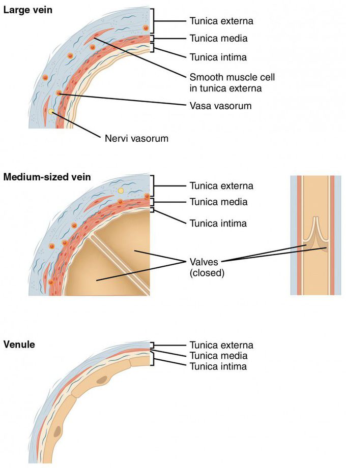 Veins