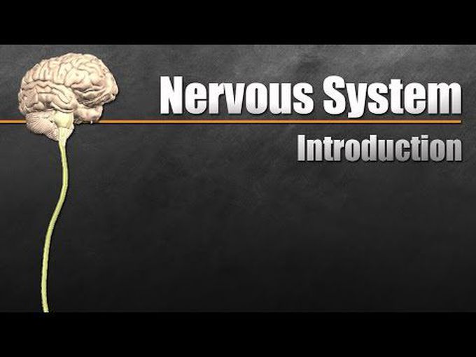 Introduction of the Nervous System