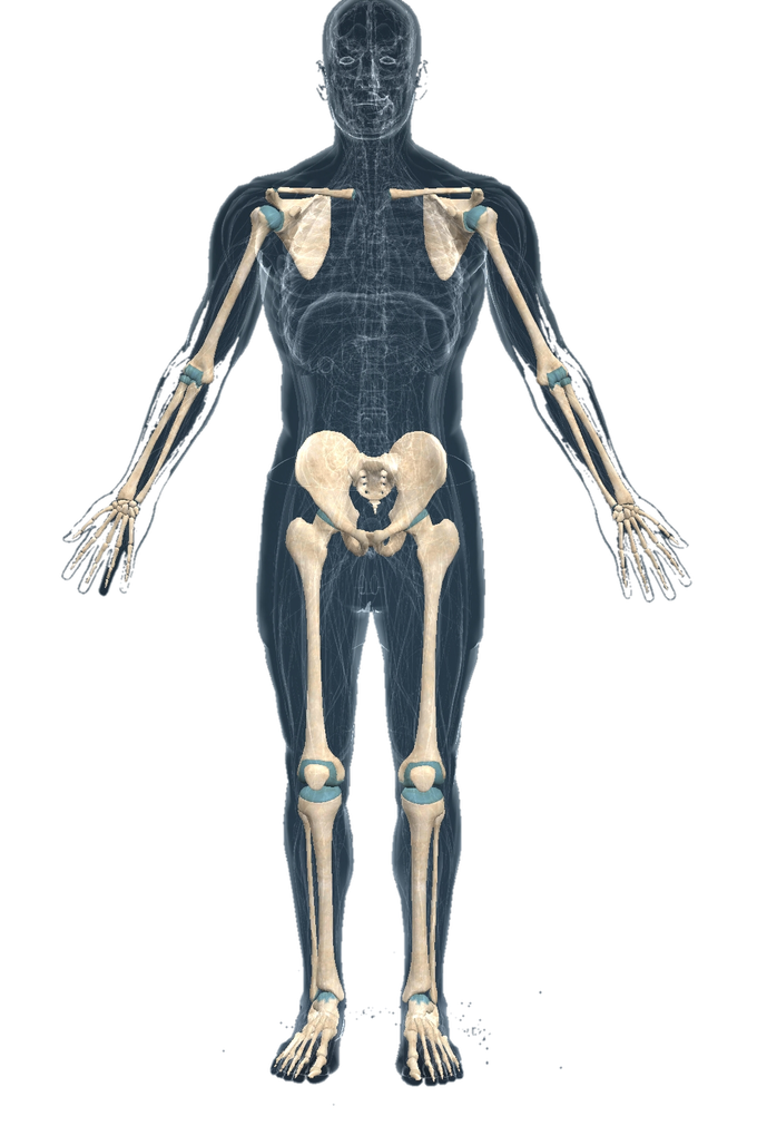 Skeleton