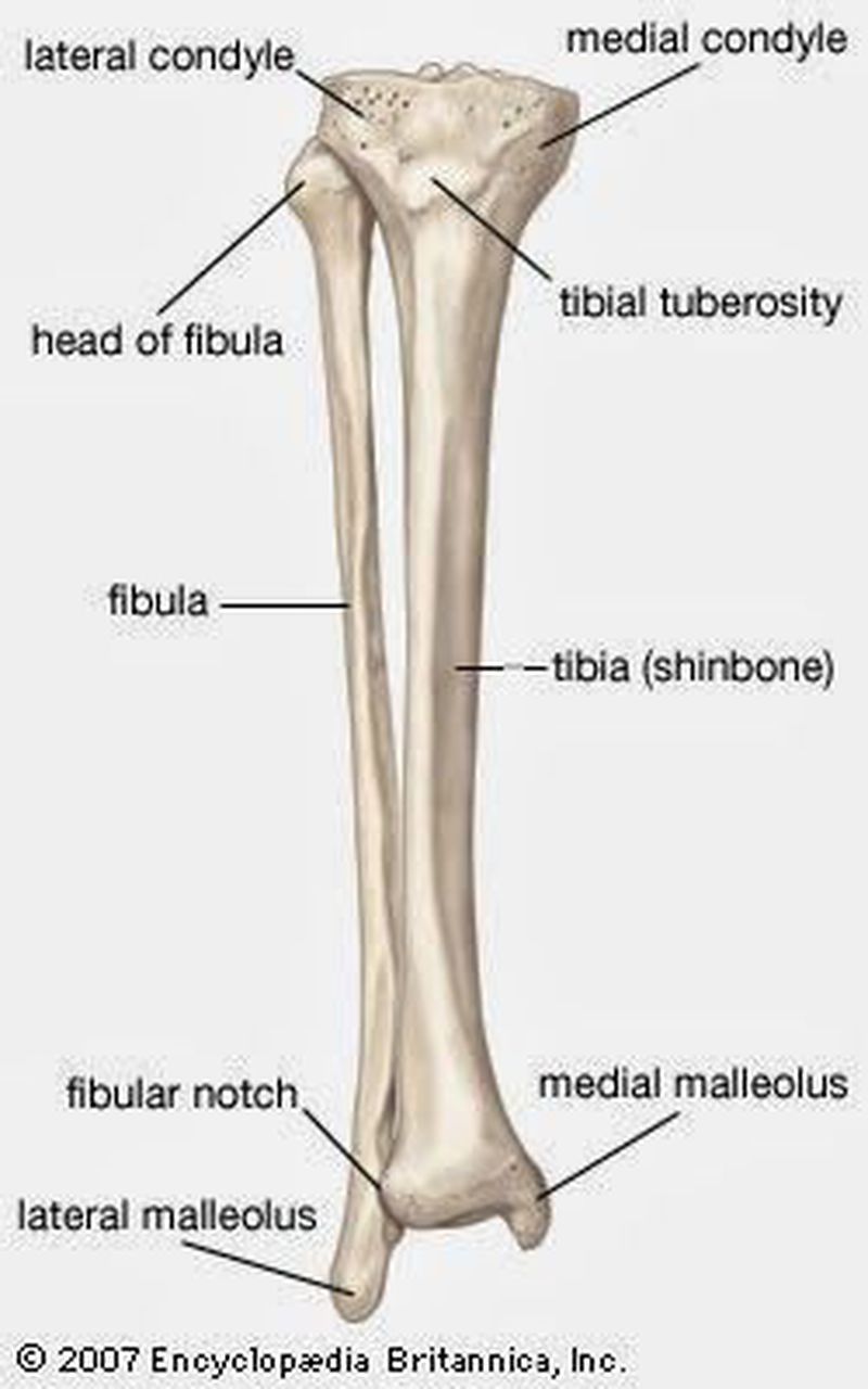 Tibia and fibula - MEDizzy