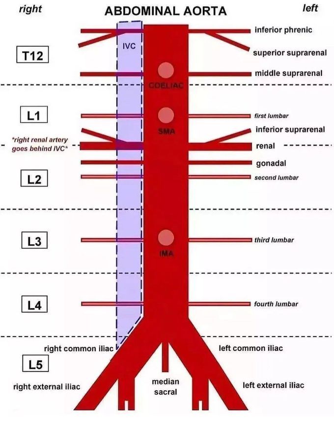 Abdominal Aorta